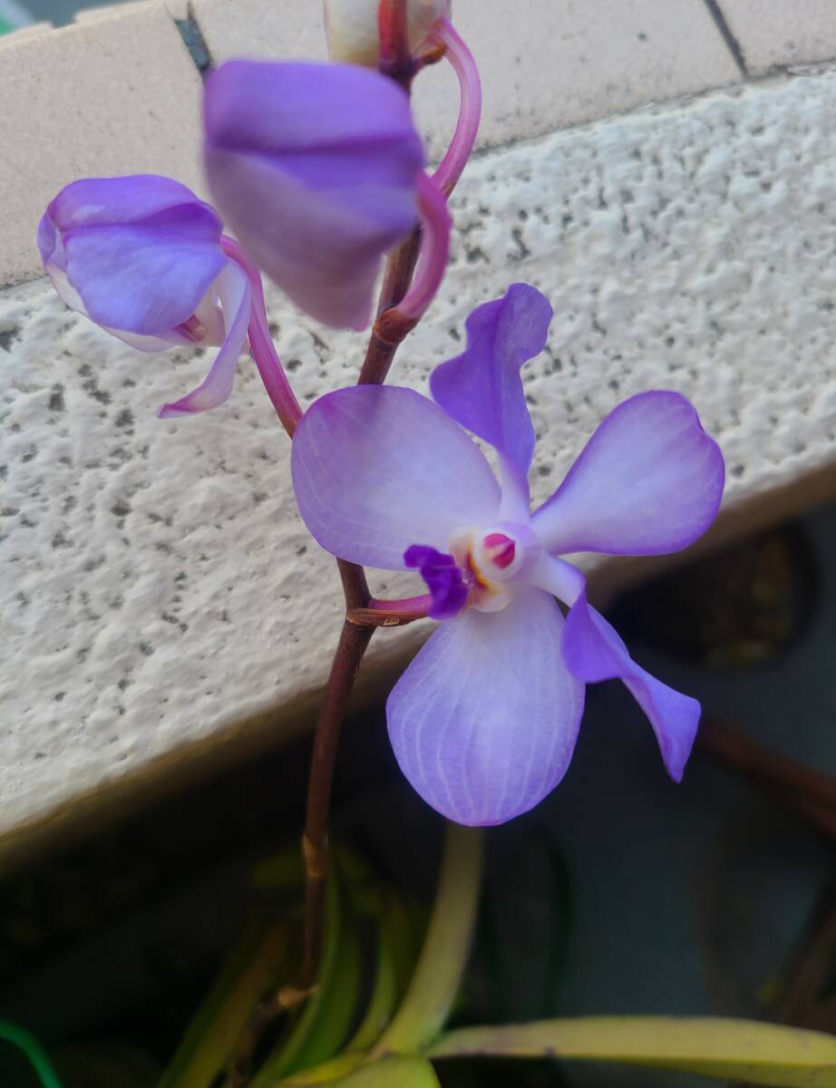 原種洋蘭　Vanda coerulea　タイ産山木　洋蘭　蘭　ラン　バンダ　植物　園芸　観葉植物_花の写真です。