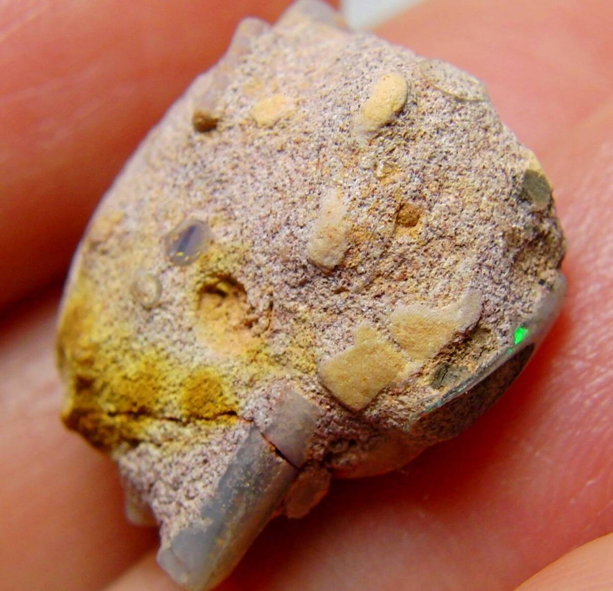 レア!! 12.85ct オパール化した貝の化石 ツノガイ レア_画像4