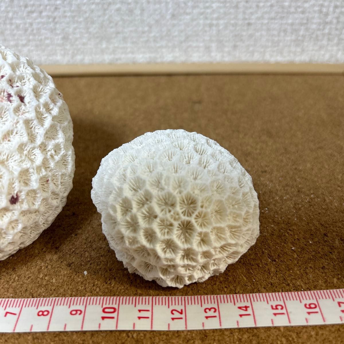 サンゴ サンゴ石 大サンゴ 珊瑚 石灰化 菊目石 沖縄 石垣島インテリア ディスプレイ オブジェ