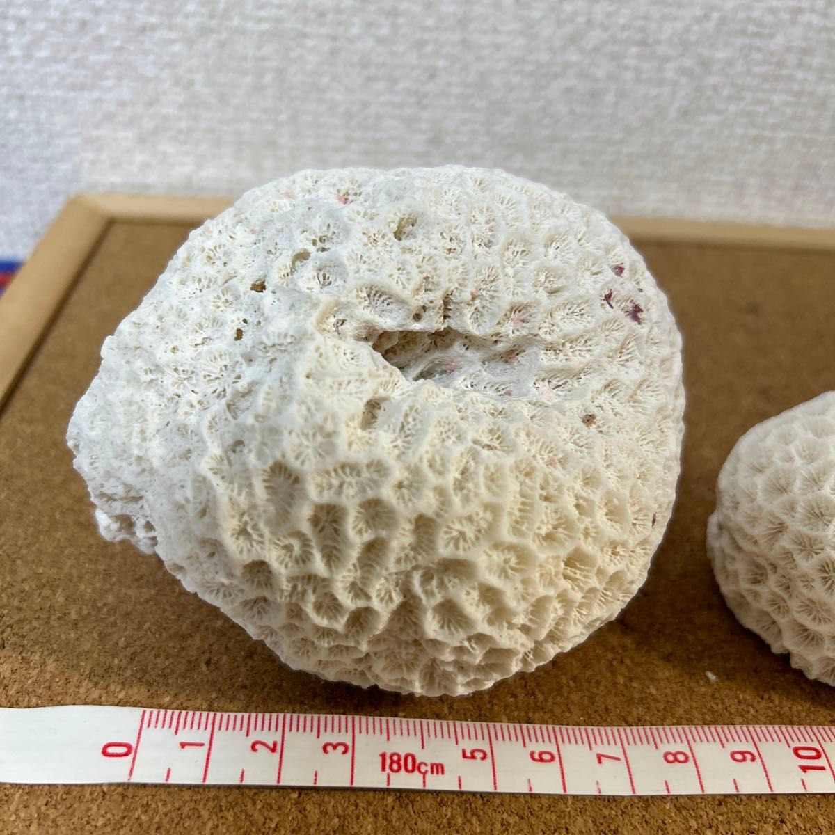 サンゴ サンゴ石 大サンゴ 珊瑚 石灰化 菊目石 沖縄 石垣島インテリア ディスプレイ オブジェ