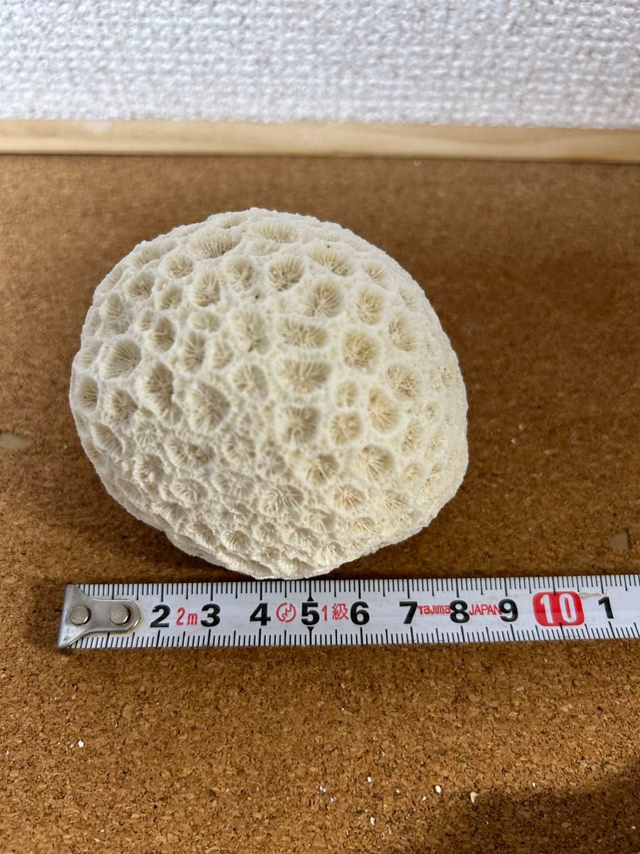 サンゴ 化石 オブジェ 珊瑚 菊目石 石灰化 インテリア サンゴ 化石 オブジェ 珊瑚 菊目石 石灰化 インテリア