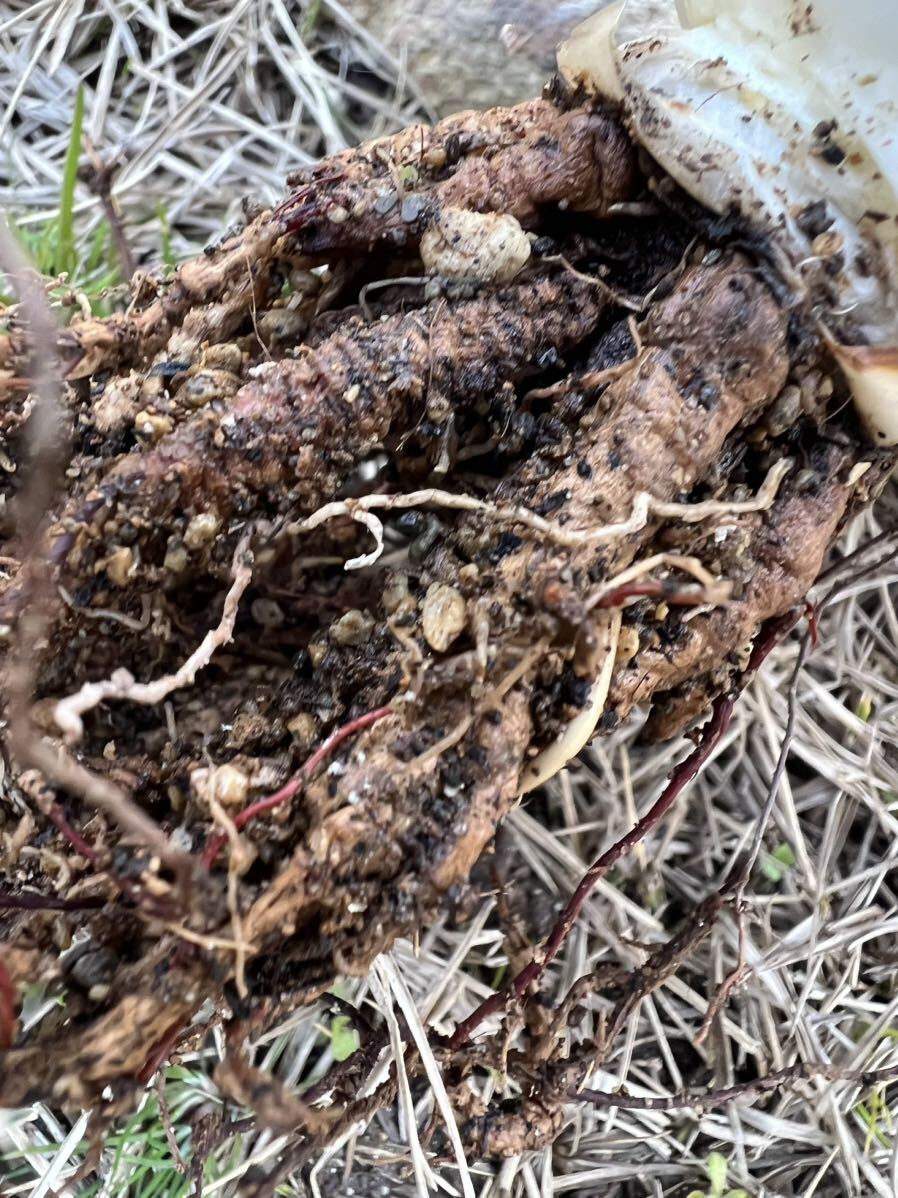 農園直送】大サイズ 希少 アガベ モンタナ ティファニー 斑入り 農園直送】大サイズ 希少 アガベ モンタナ ティファニー 斑入り