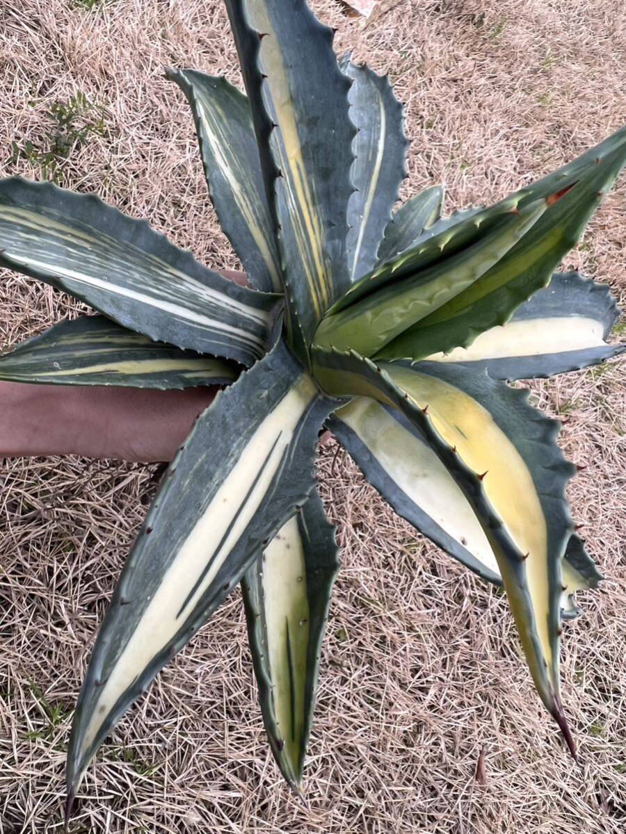 【農園直送】特大サイズ　希少　AGAVE アガベ アメリカーナ　縞斑　斑入り　レア斑　極上斑　Agave americana cv. striata 全写真現品　_画像1