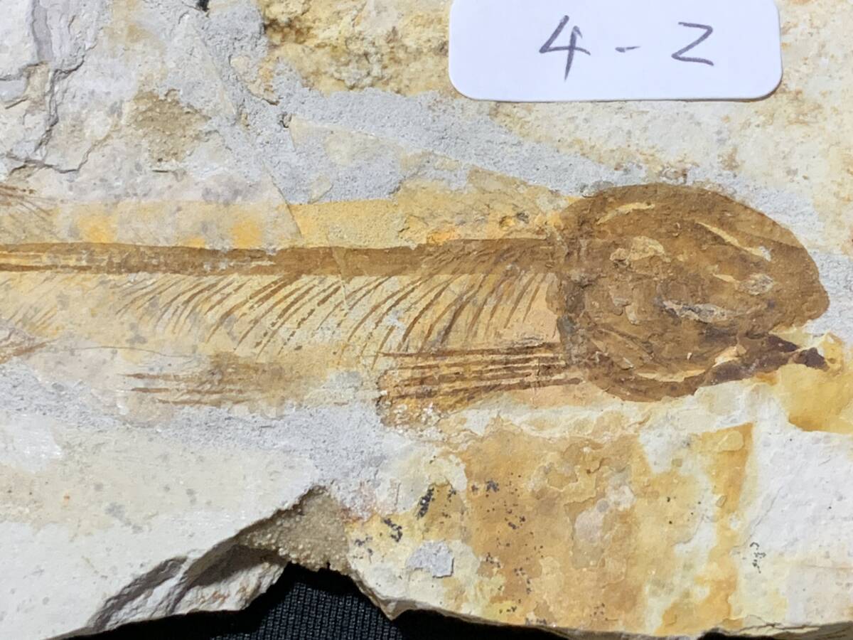 狼鰭魚（Lycoptera）化石・4-2・31g（中国産化石標本）の画像2