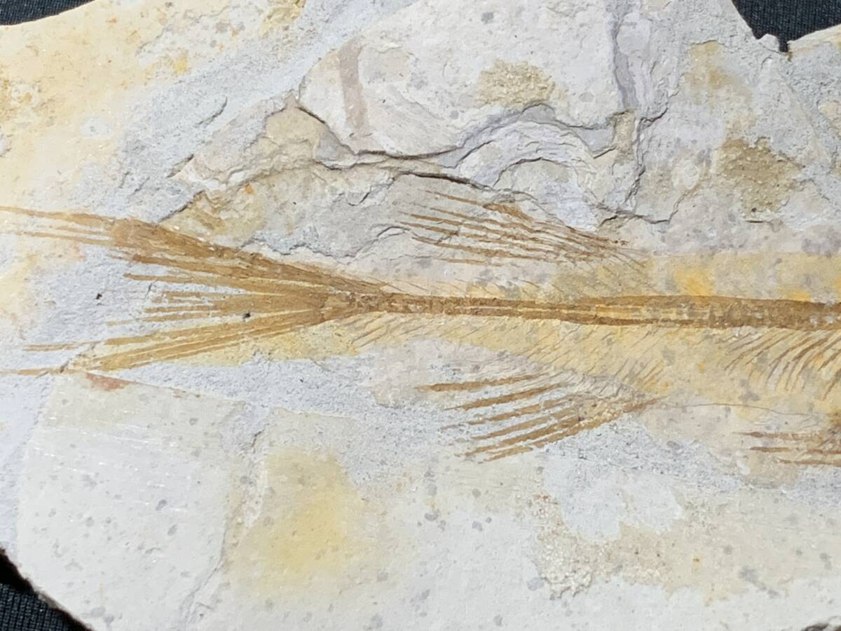 狼鰭魚（Lycoptera）化石・4-2・31g（中国産化石標本）の画像3