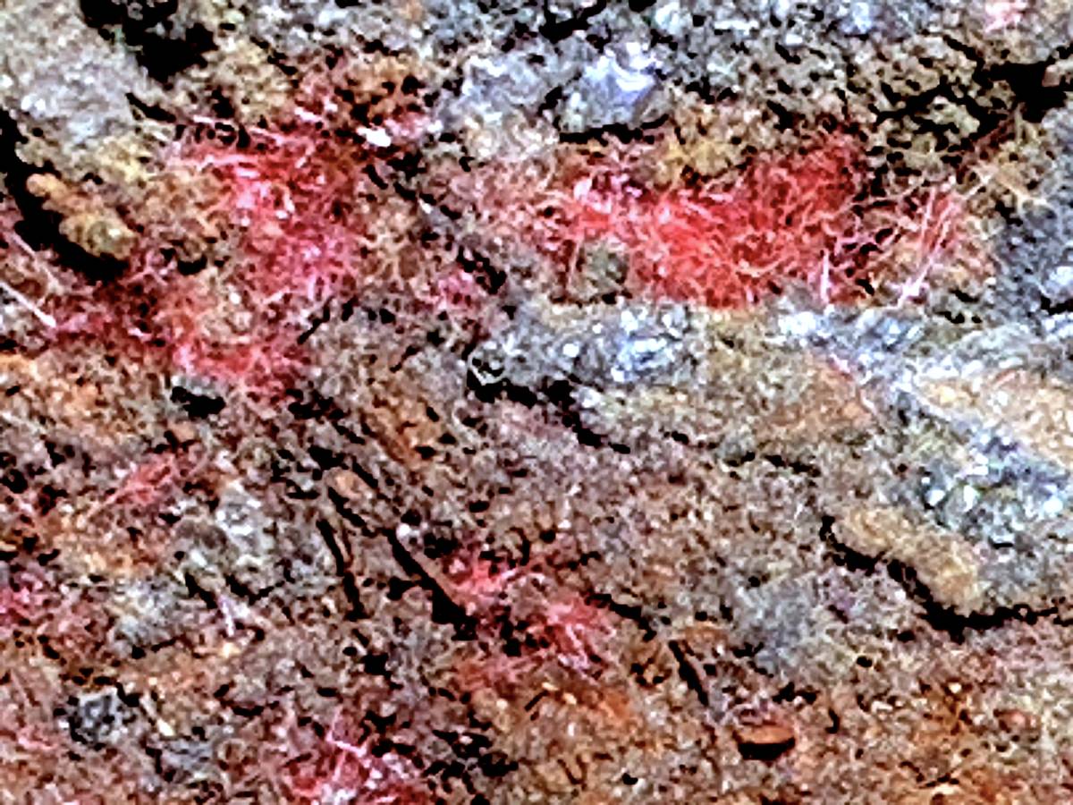 【絶産状態】赤針銅鉱・178g（中国産鉱物標本）_画像5