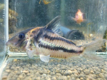 * free shipping * Corydoras bi fascia -tas①