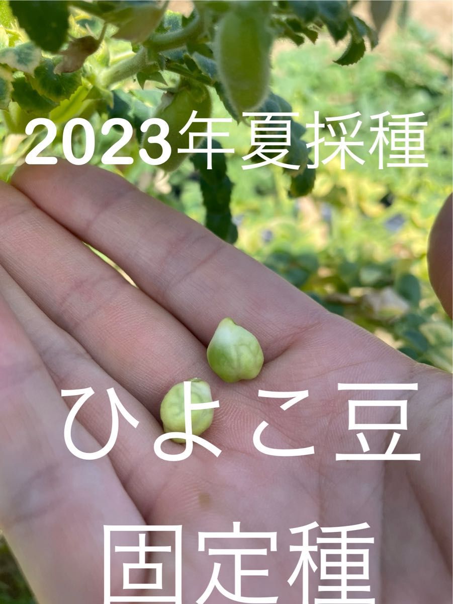 ひよこ豆　ガルバンゾ　固定種　20粒