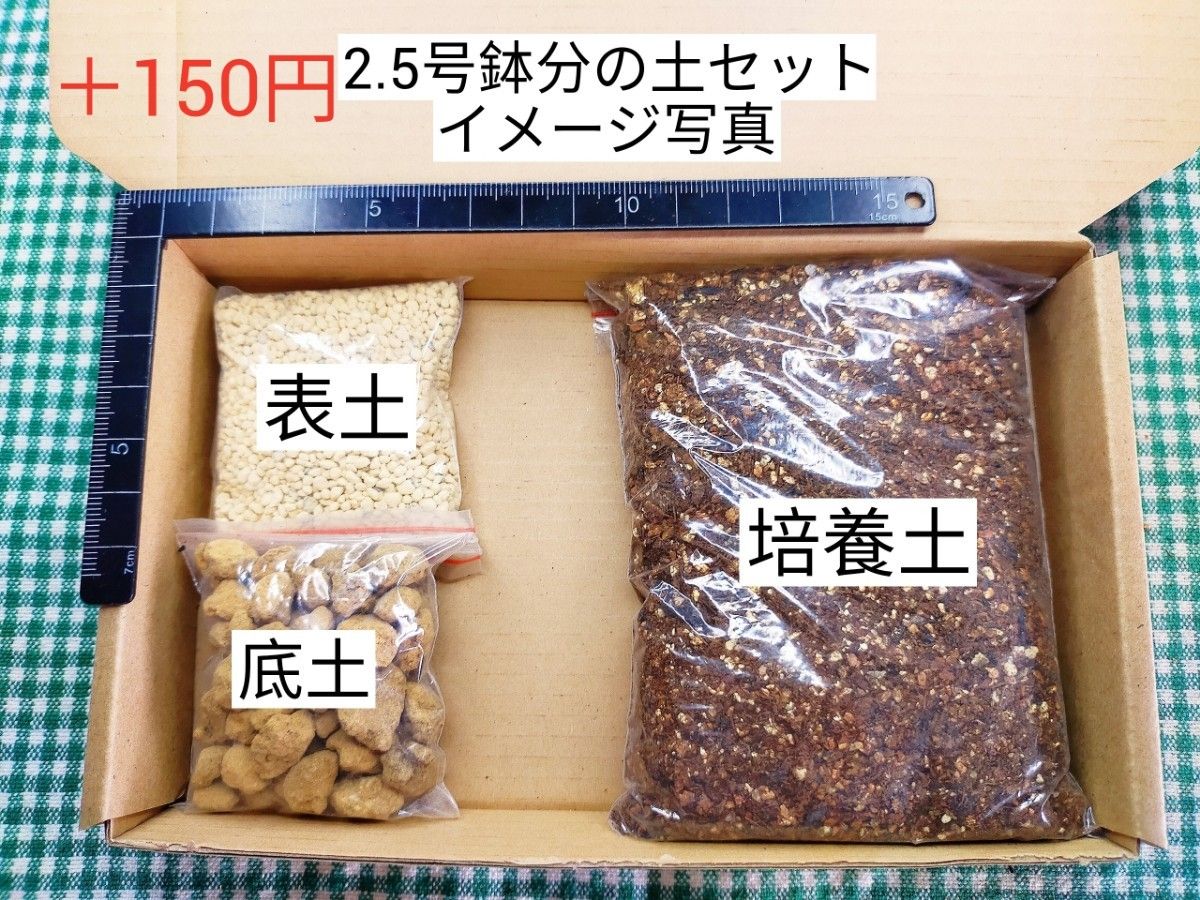 セール、S67　マウガニー　大玉カラフルセット　多肉植物コノフィツム抜き苗