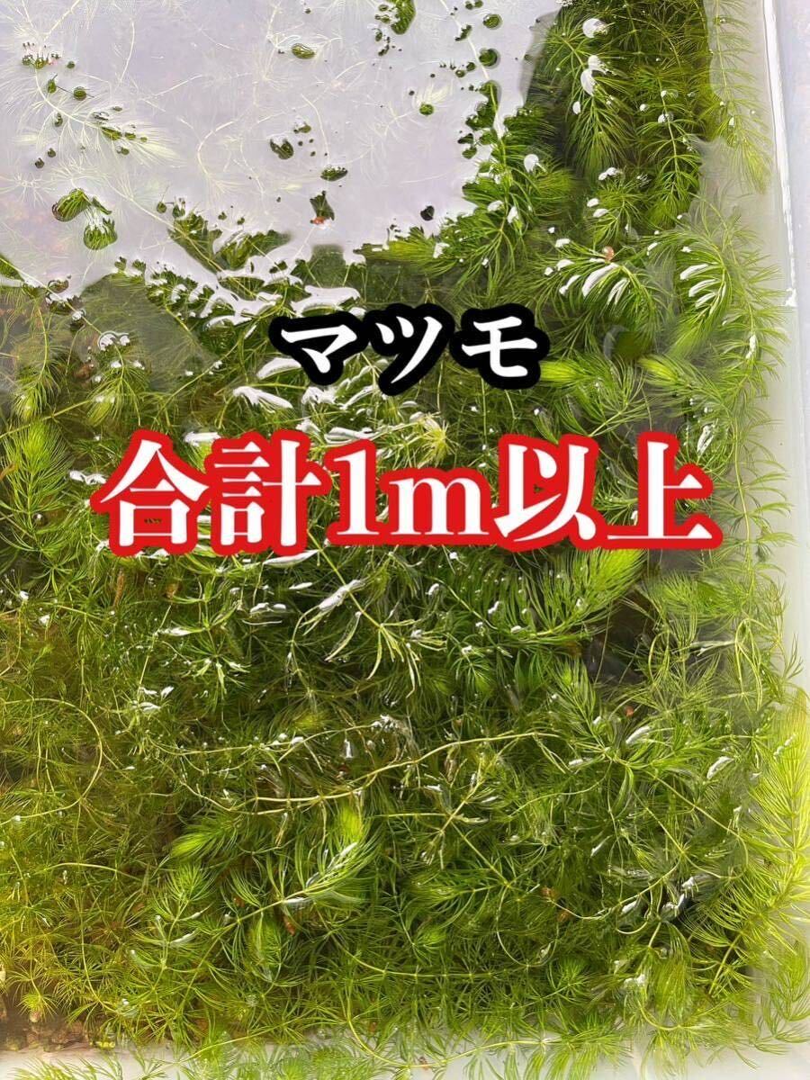 マツモ 1m以上(少し長めに入れてます) 無農薬_画像1