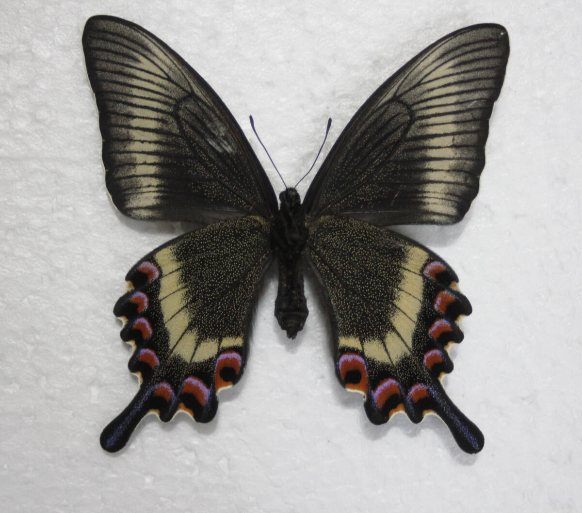 蝶標本　ミヤマカラスアゲハ（美麗♀）来場_画像5