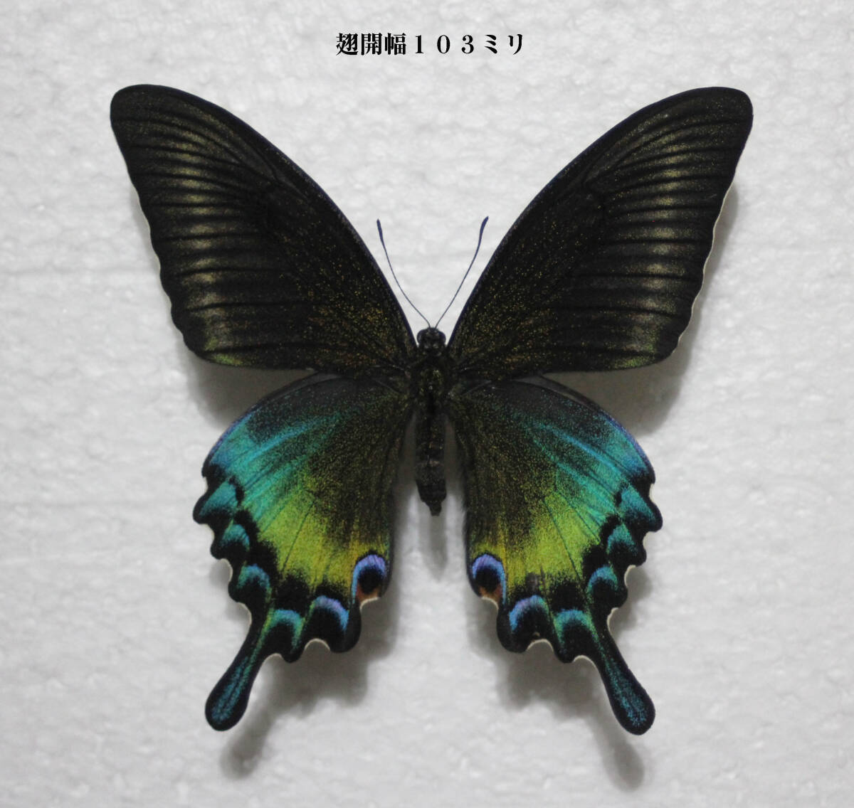 Yahoo!オークション - 蝶標本 ミヤマカラスアゲハ(特種夏型♀終) Yahoo!オークション - 蝶標本 ミヤマカラスアゲハ(特種夏型♀終)