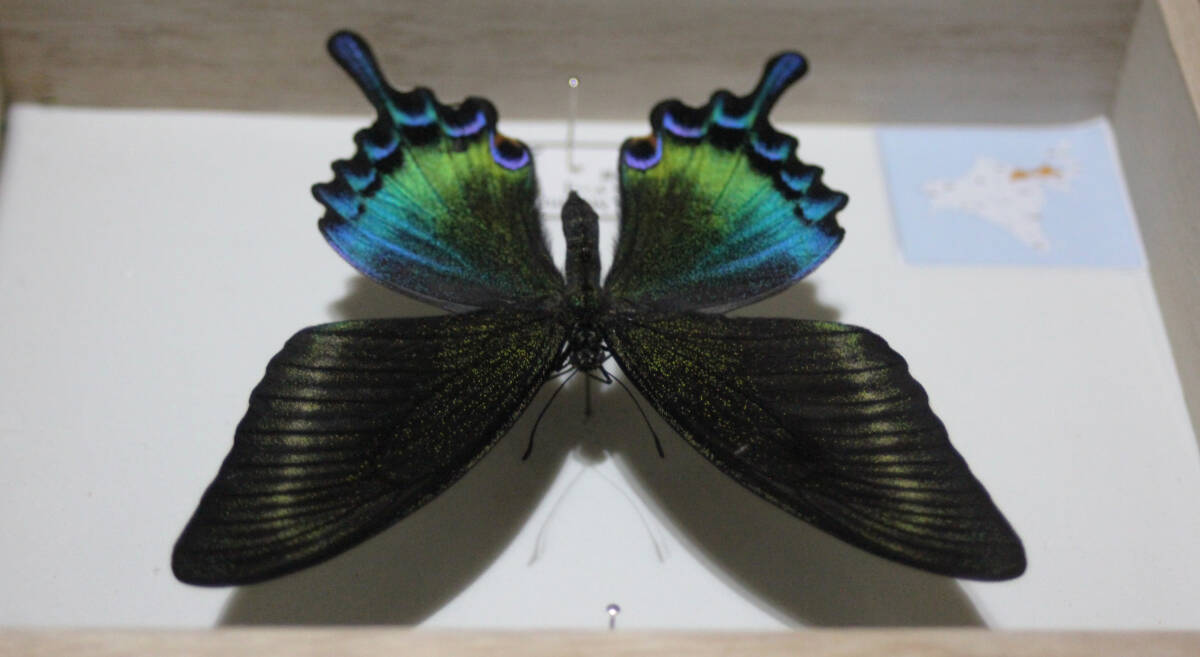 蝶標本　ミヤマカラスアゲハ（特種夏型♀終）_画像8