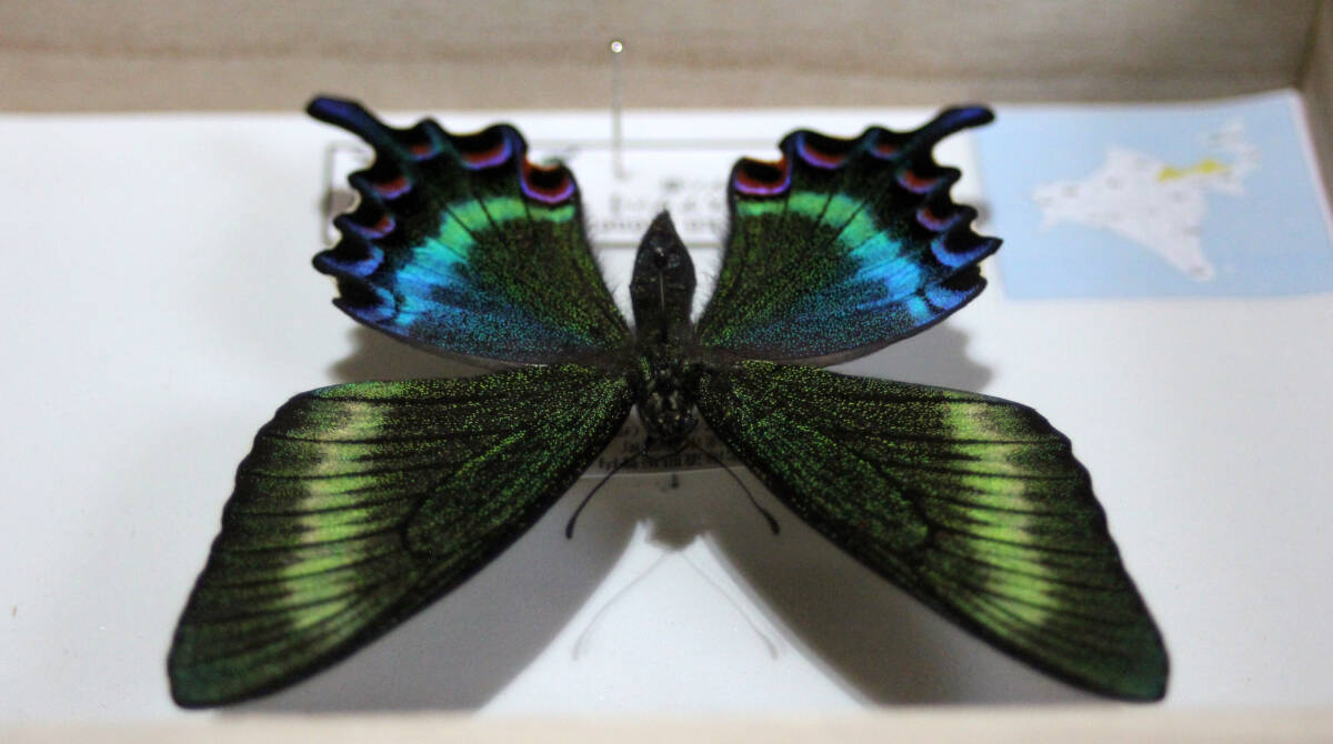 蝶標本　ミヤマカラスアゲハ（美麗♀）_画像8