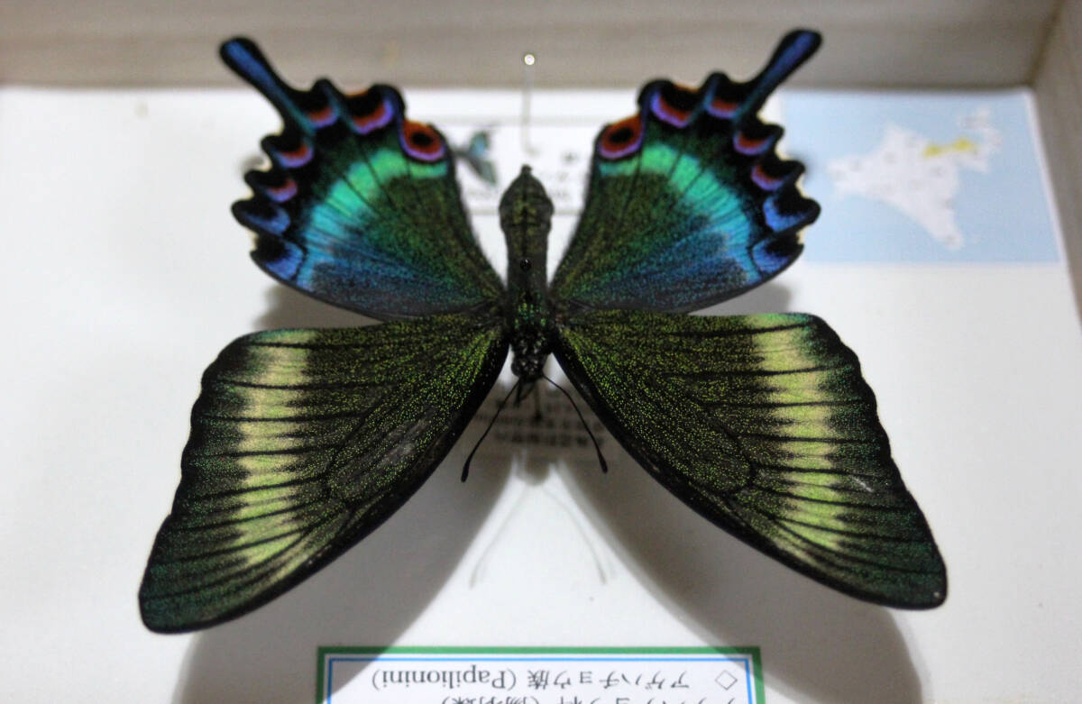 蝶標本　ミヤマカラスアゲハ（美麗♀）来場_画像8