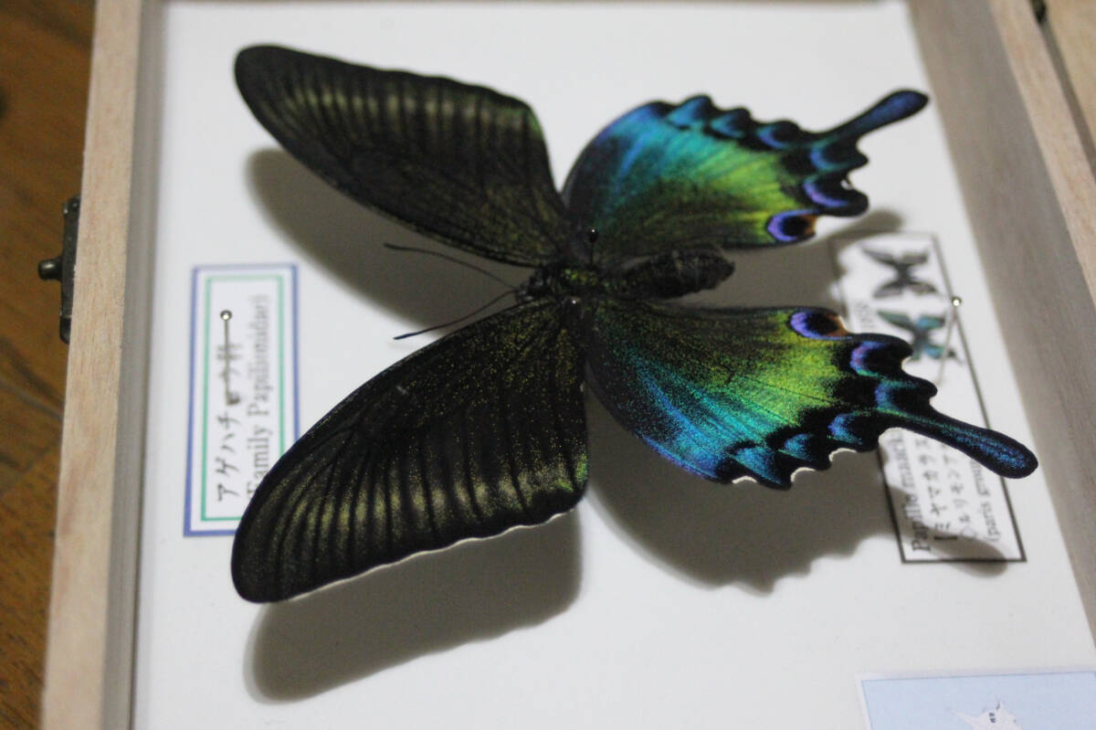 蝶標本　ミヤマカラスアゲハ（特種夏型♀終）_画像6