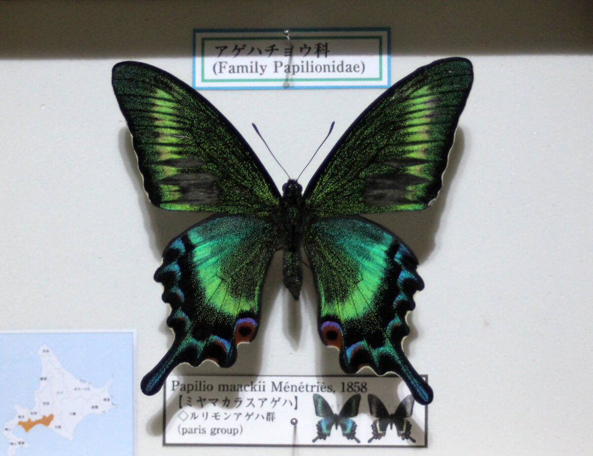 蝶標本　ミヤマカラスアゲハ（春型美麗・難あり♂）_画像1