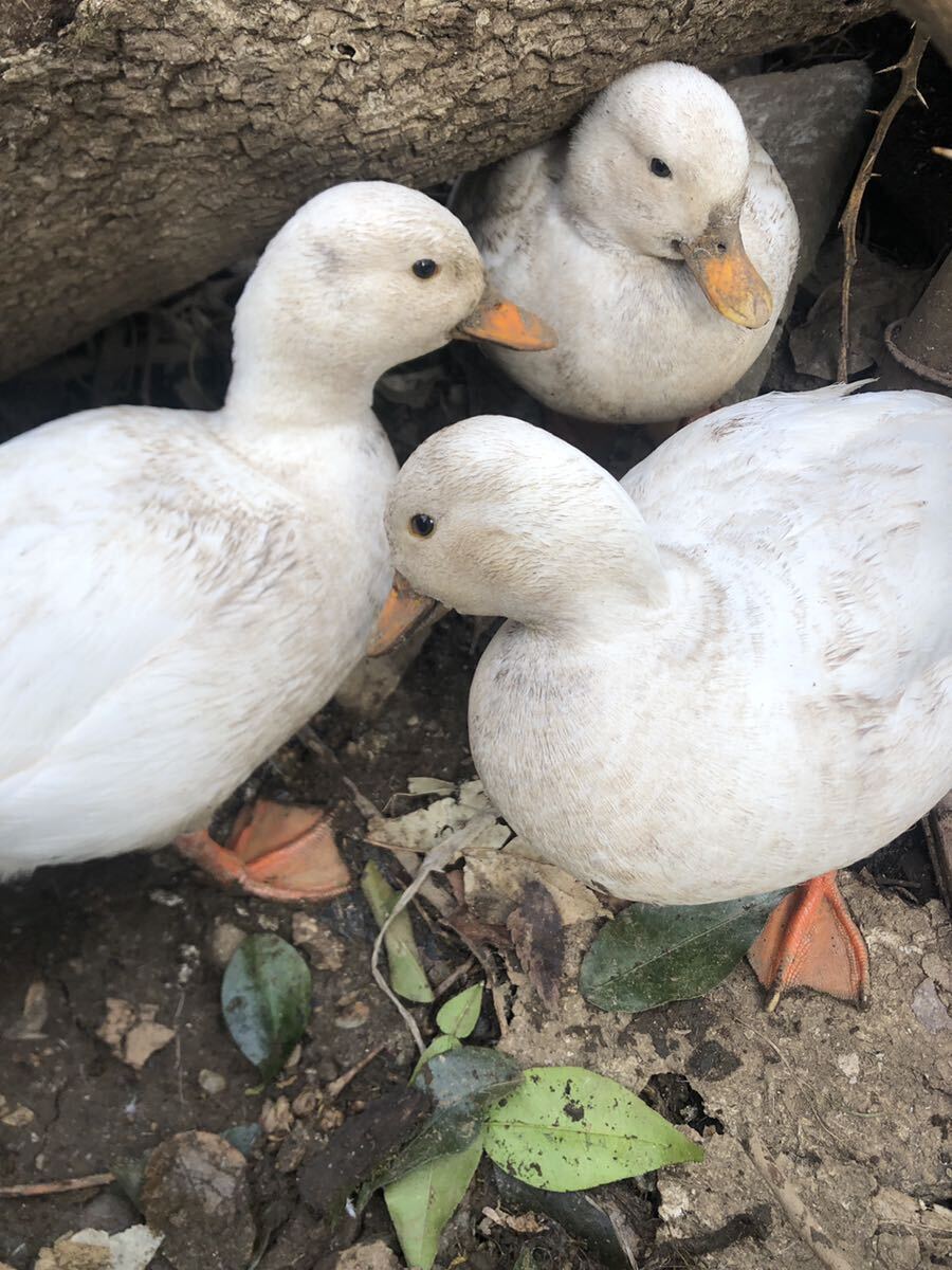 コールダック 有精卵 1個  放し飼い 平飼い      の画像2