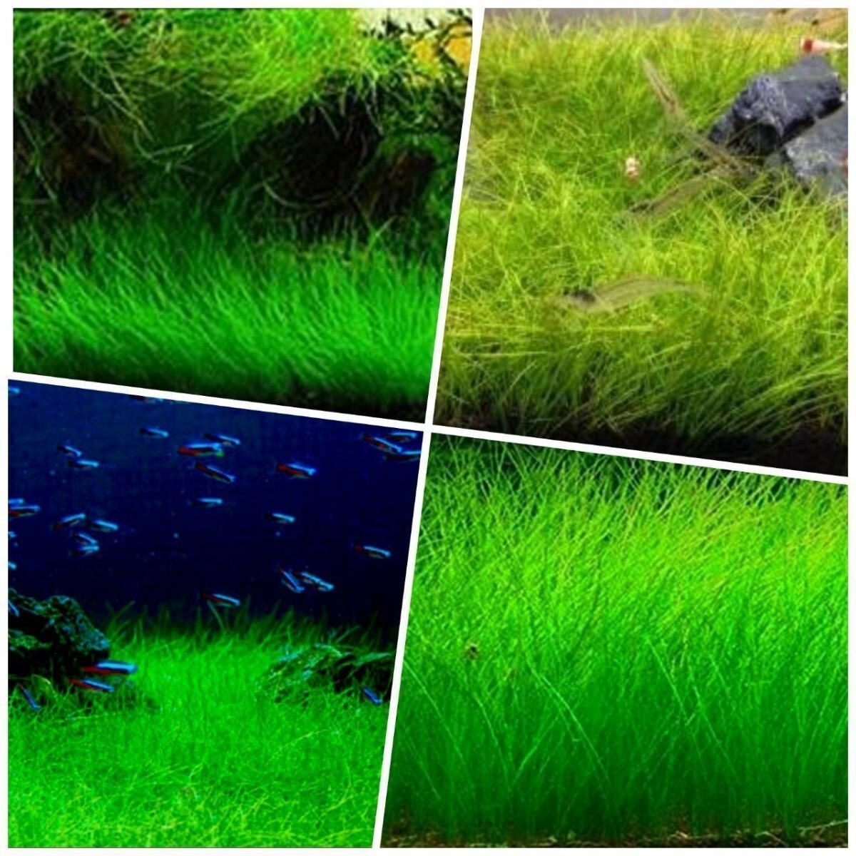 プランツシード 種から育てる水草 水草の種 ヘアーグラス系 10gの画像4