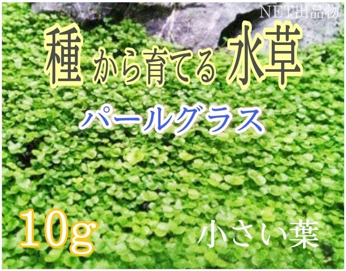 プランツシード 種から育てる水草 水草の種 小さい葉10gの画像1