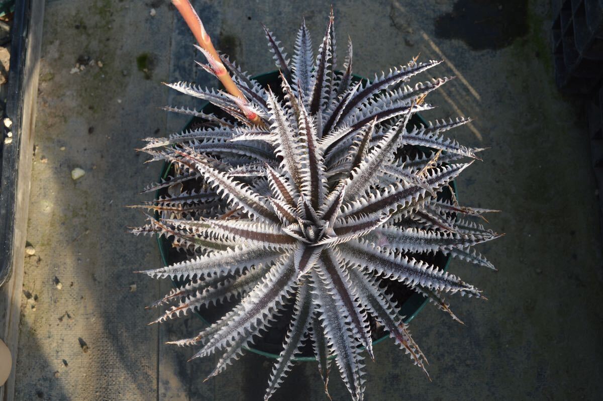 Dyckia ‘Jaws’ (ディッキア ジョーズ) 以下検索用　ブロメリア　アガベ　多肉_画像1