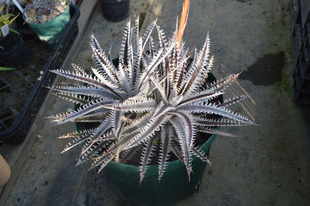 Dyckia ‘Jaws’ (ディッキア ジョーズ) 以下検索用　ブロメリア　アガベ　多肉_画像4