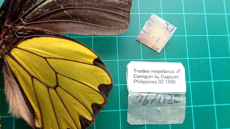 выставка . товар I-04* бабочка образец kouto поплавок внизу age - **Philippines