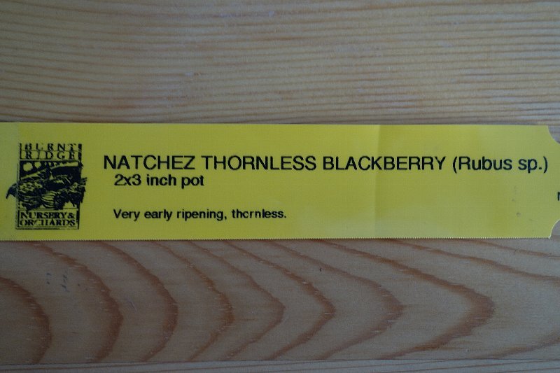 NATCHEZ THORNLESS BLACKBERRY ブラックベリー ナチェス　３株植え_画像6