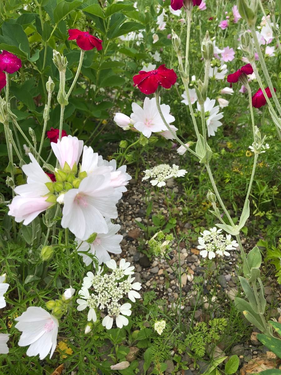 花種セット　ムスクマロー　白&ピンク&オマケ　宿根草　北海道より　可愛い♪