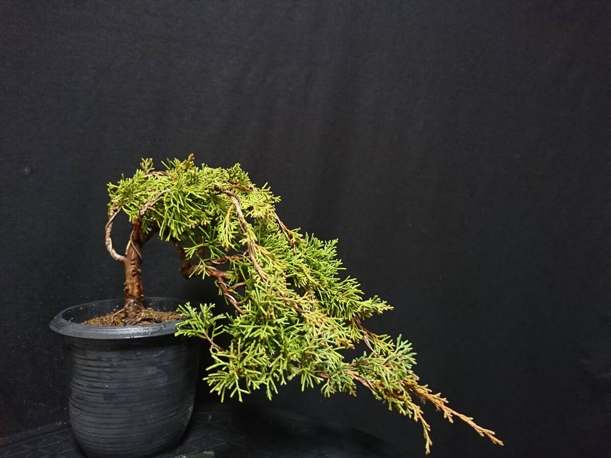 [bya расческа n] нить рыба река подлинный Kashiwa |i сторона sin Park .... высота дерева 11. shohin bonsai мини бонсай бонсай превосходный материалы No40-8