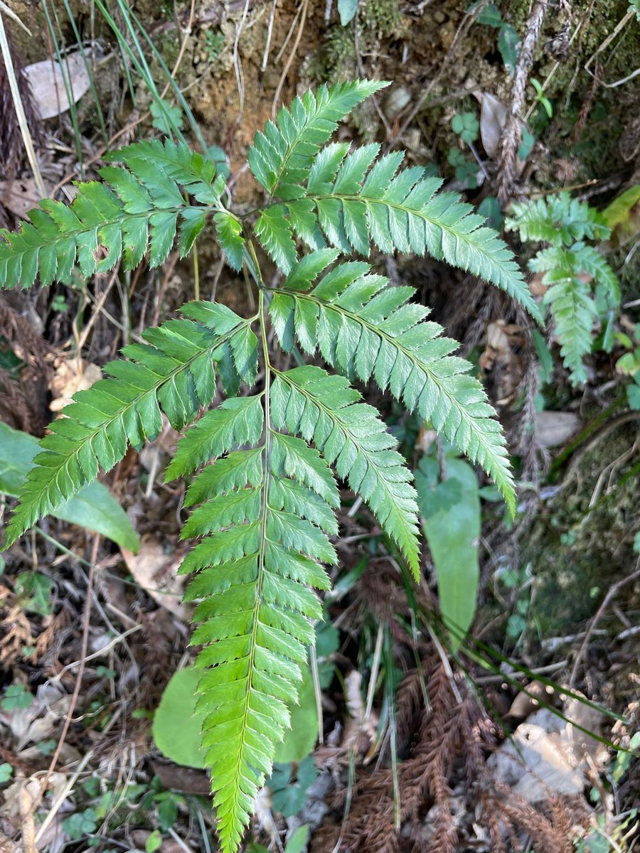 シダ系植物（5株）