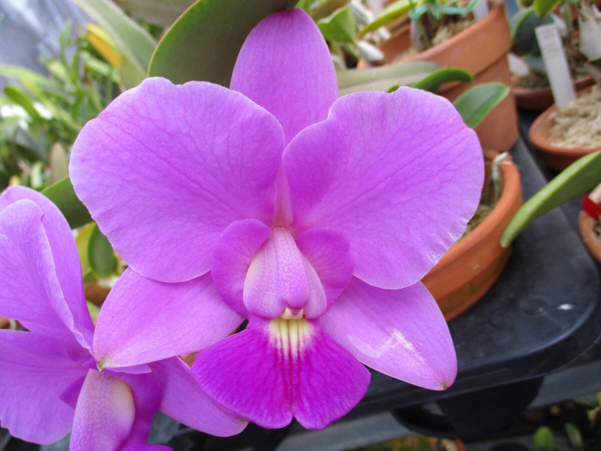 Yahoo!オークション - 洋蘭 原種 カトレア C.walkeriana tipo Yahoo!オークション - 洋蘭 原種 カトレア C.walkeriana tipo