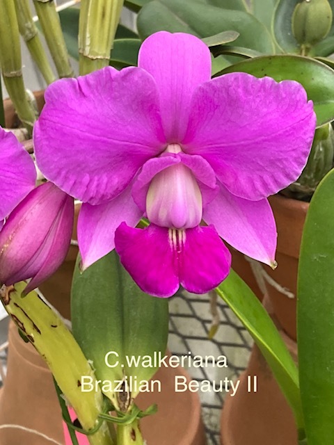 洋蘭 原種 カトレア C.walkeriana 'Brazilian Beauty Ⅱ’（OG)_画像2