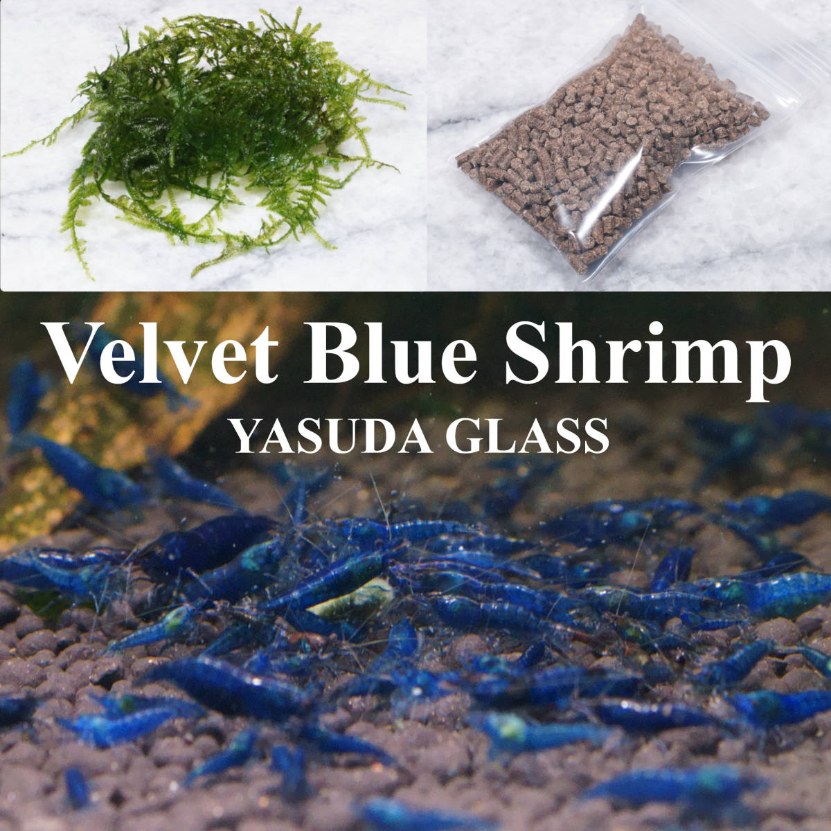 [Продажа переезда] Velvet Blue Shurimp Dark Blue 22 Гигантский южноамериканский Willomos + Fait [Yasuda Glass]