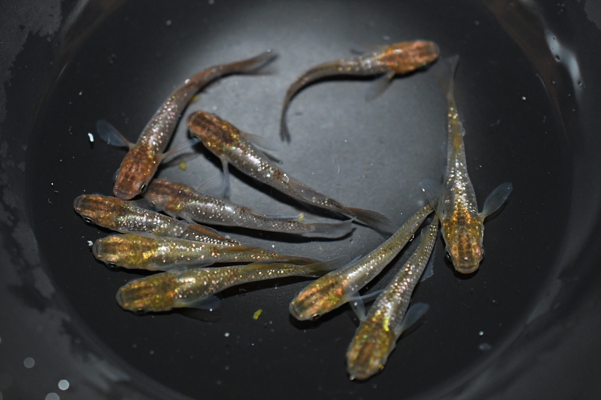 目高屋 現物出品 鳳凰 改 メダカ若魚10匹 目高屋 現物出品 鳳凰 改 メダカ若魚10匹