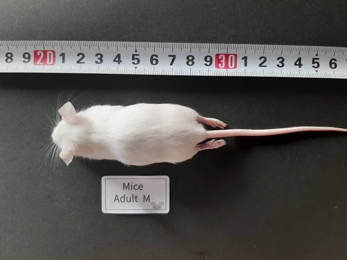 国産冷凍マウス アダルトM 10匹_画像2