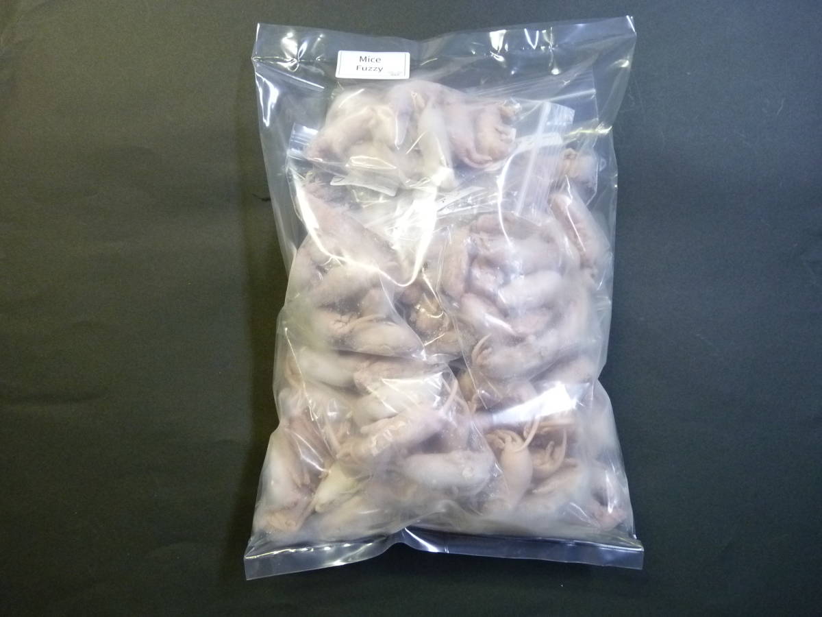  domestic production freezing mouse faji-100 pcs region limitation free shipping ( Hokkaido Okinawa charge )