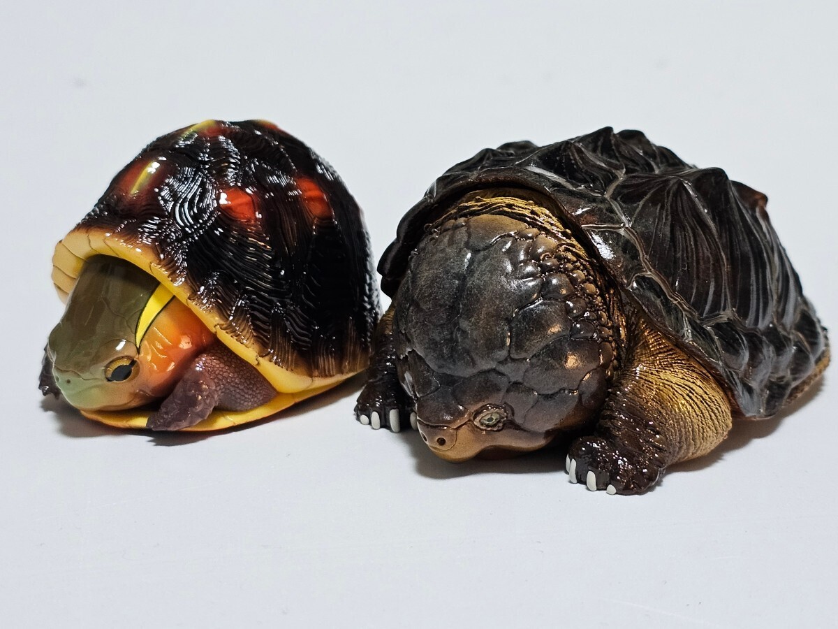 廃番】動物の惑星 ワニガメ&セマルハコガメ セット売り 第1弾 廃番】動物の惑星 ワニガメ&セマルハコガメ セット売り 第1弾