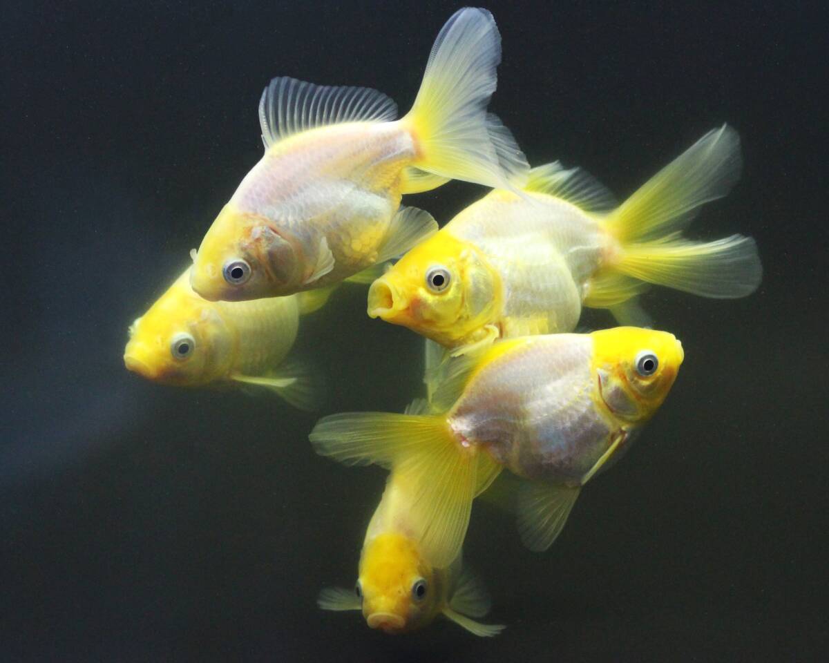 【金運UP!】白い金魚5匹セット オランダ獅子頭_画像1
