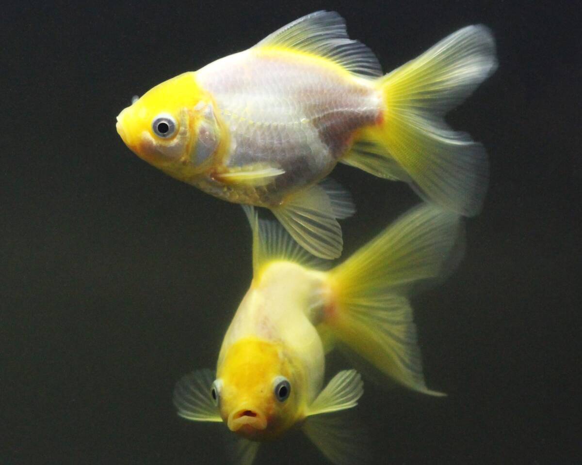 【金運UP!】白い金魚5匹セット オランダ獅子頭_画像3