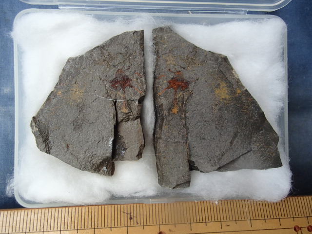 〇化石標本　ハスノハクモヒトデ近縁種_画像1