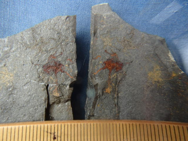 〇化石標本　ハスノハクモヒトデ近縁種_画像4