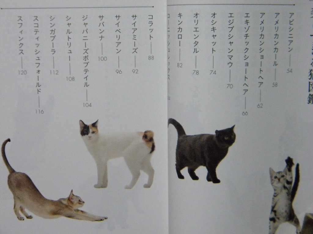 ◎世界中で愛される 美しすぎる猫図鑑●ビジュアルだいわ文庫/大和書房●の画像8