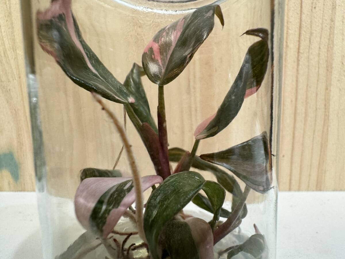 プレミアム培養　フィロデンドロン ピンクプリンセスマーブル　tissue culture Philodendron Pink princess marble 【らぼ平安】_画像4