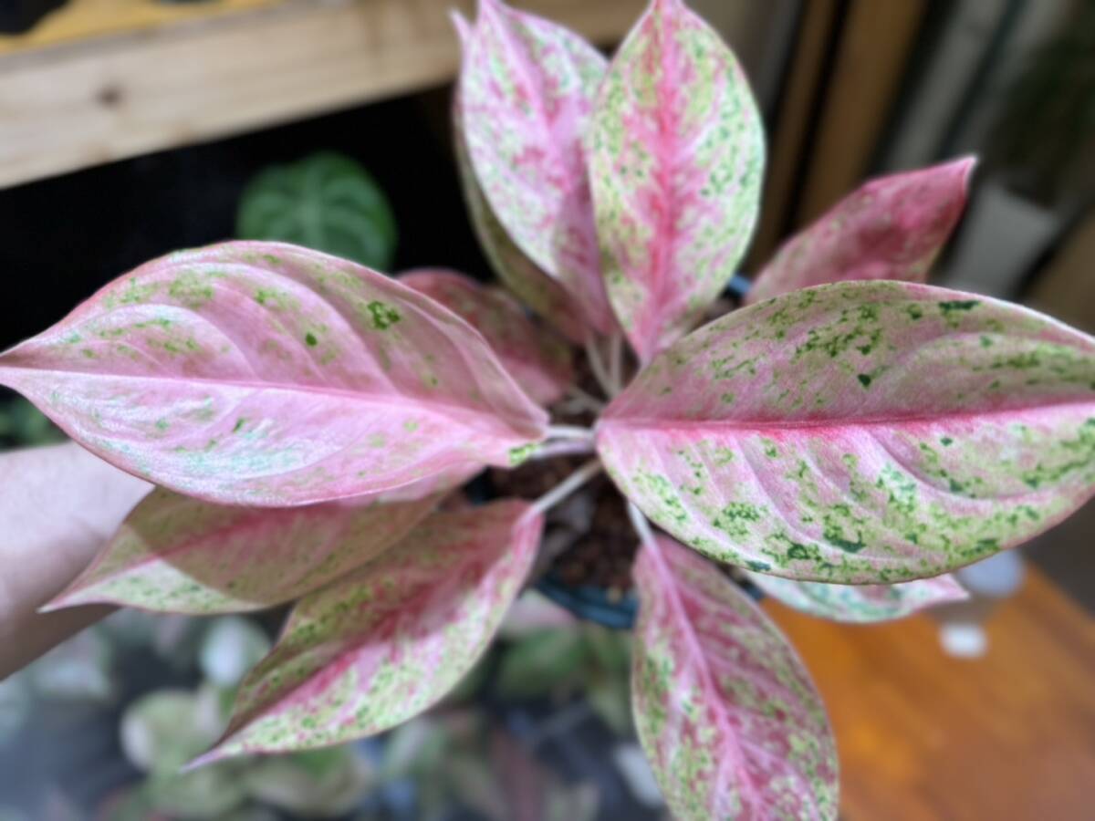 極上株☆アグラオネマ　ピンクオブサイアム　斑入り☆名門「ネーギ農園」写真現物　Aglaonema Sp Var　Pink of Siam【らぼ平安】_画像6