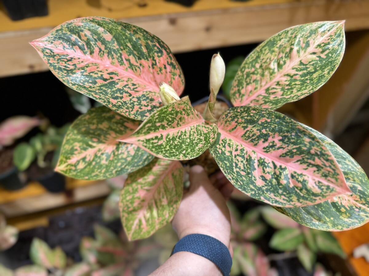 極上株☆アグラオネマ　オレンジスターダスト　サイアム　斑入り☆名門「ネーギ農園」写真現物　Aglaonema Sp Var　Siam【らぼ平安】_画像7