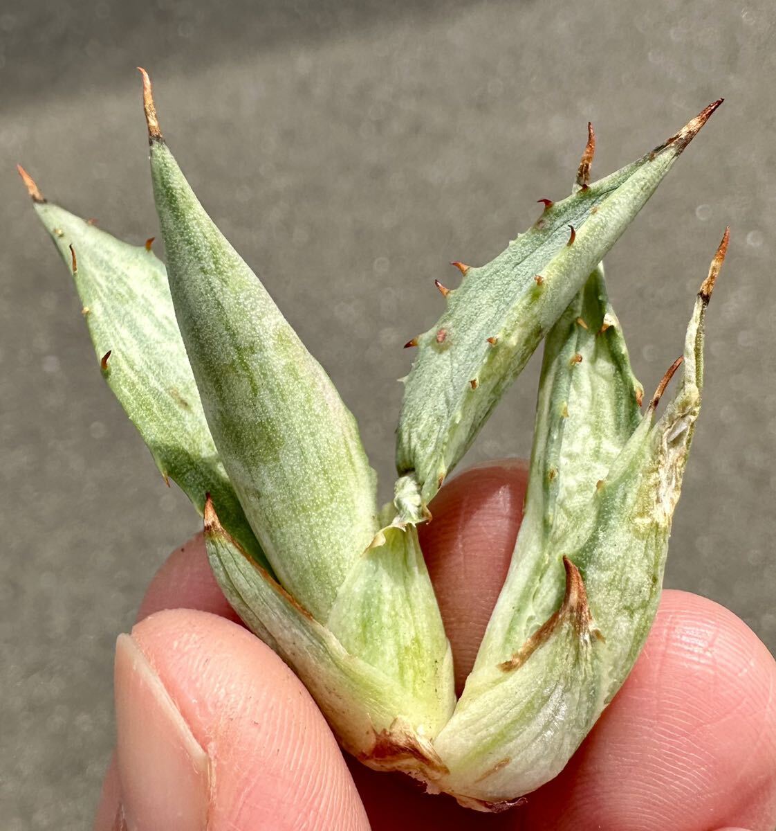 アガベ 多肉植物 スノーデビル　自家繁殖双頭美株_画像1