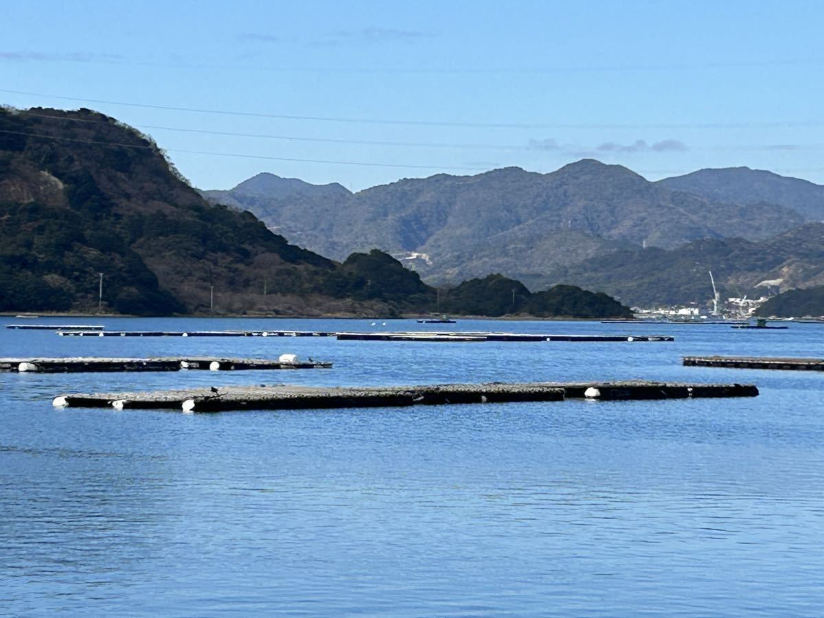 鳴門内の海産殻付き生牡蠣、（小）5kg、加熱用、送料無料）_画像4