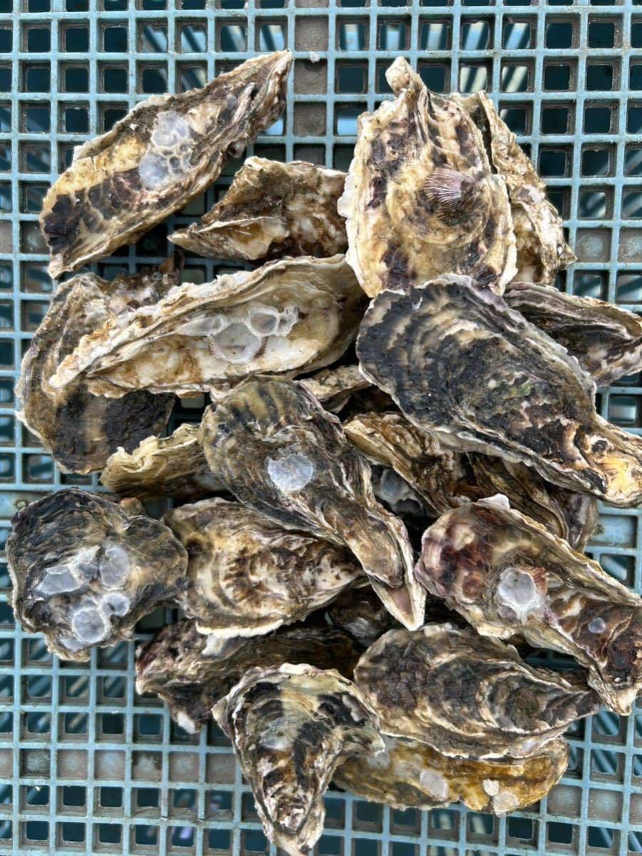 鳴門内の海産殻付き生牡蠣（小5kg）（加熱用、送料無料）_画像1