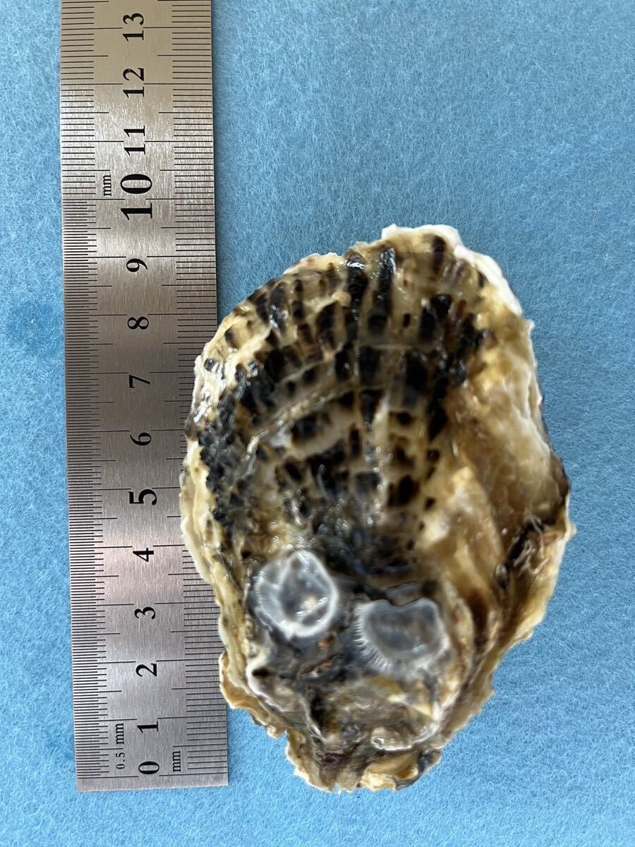 鳴門内の海産殻付き生牡蠣（小5kg、加熱用、送料無料）の画像2